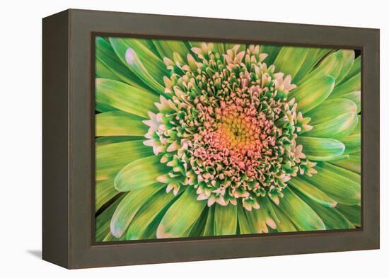 Green Flower-Kathy Mahan-Framed Premier Image Canvas