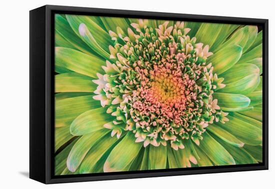 Green Flower-Kathy Mahan-Framed Premier Image Canvas