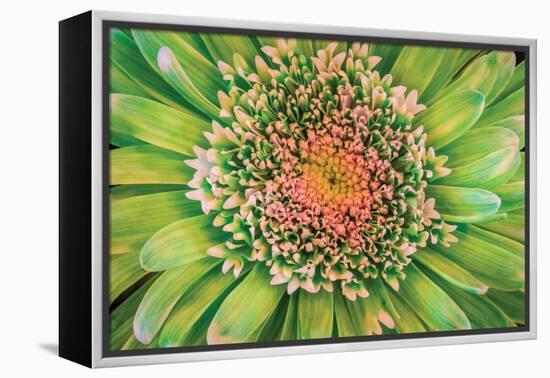 Green Flower-Kathy Mahan-Framed Premier Image Canvas