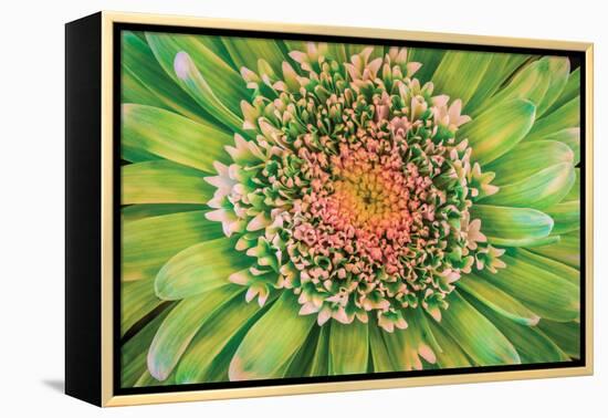 Green Flower-Kathy Mahan-Framed Premier Image Canvas