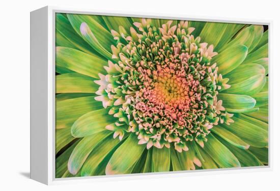 Green Flower-Kathy Mahan-Framed Premier Image Canvas