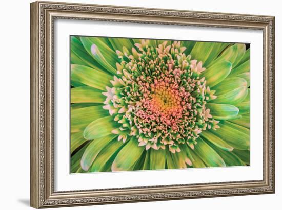 Green Flower-Kathy Mahan-Framed Photographic Print