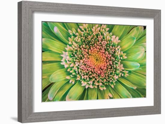 Green Flower-Kathy Mahan-Framed Photographic Print