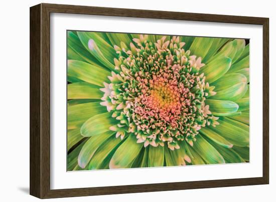 Green Flower-Kathy Mahan-Framed Photographic Print