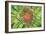 Green Flower-Kathy Mahan-Framed Photographic Print