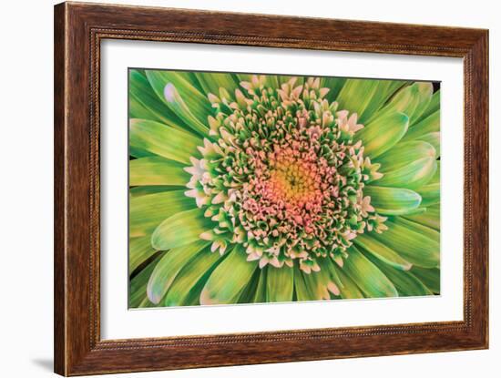 Green Flower-Kathy Mahan-Framed Photographic Print