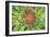 Green Flower-Kathy Mahan-Framed Photographic Print