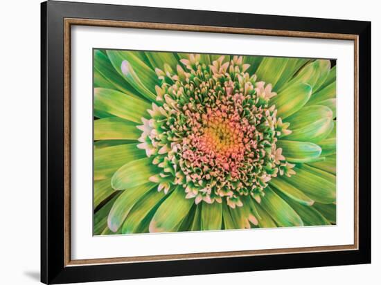 Green Flower-Kathy Mahan-Framed Photographic Print