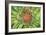 Green Flower-Kathy Mahan-Framed Photographic Print