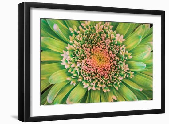 Green Flower-Kathy Mahan-Framed Photographic Print