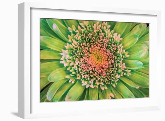 Green Flower-Kathy Mahan-Framed Photographic Print