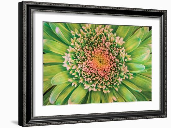 Green Flower-Kathy Mahan-Framed Photographic Print