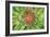 Green Flower-Kathy Mahan-Framed Photographic Print