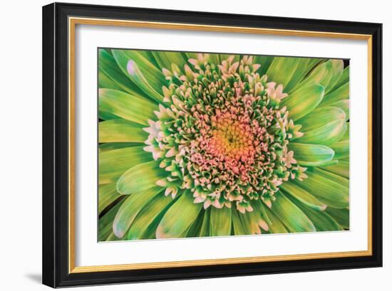 Green Flower-Kathy Mahan-Framed Photographic Print