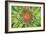 Green Flower-Kathy Mahan-Framed Photographic Print