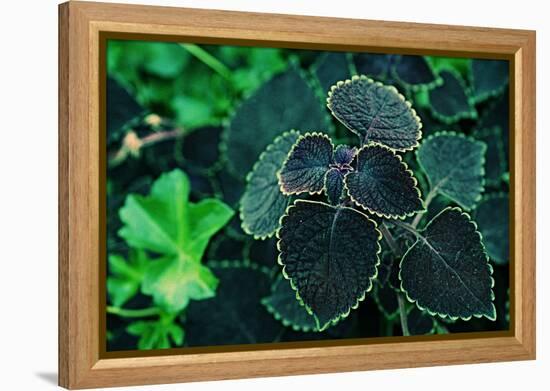Green Foliage-null-Framed Stretched Canvas