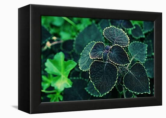 Green Foliage-null-Framed Stretched Canvas