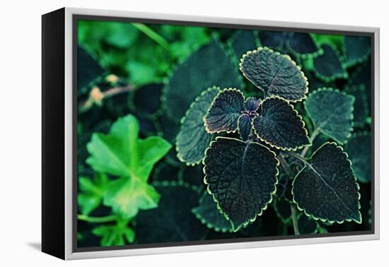 Green Foliage-null-Framed Stretched Canvas