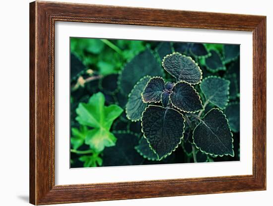 Green Foliage-null-Framed Photo