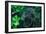 Green Foliage-null-Framed Photo