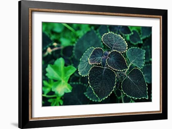 Green Foliage-null-Framed Photo