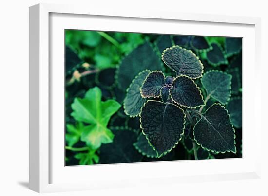 Green Foliage-null-Framed Photo