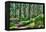 Green Forest Landscape in the Summer-Anna-Mari West-Framed Premier Image Canvas