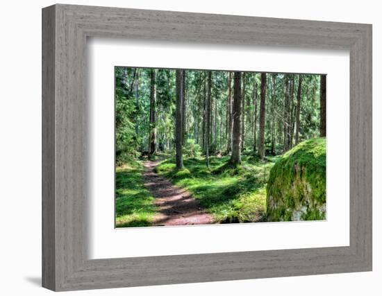 Green Forest Landscape in the Summer-Anna-Mari West-Framed Photographic Print