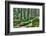 Green Forest Landscape in the Summer-Anna-Mari West-Framed Photographic Print