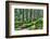 Green Forest Landscape in the Summer-Anna-Mari West-Framed Photographic Print