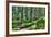 Green Forest Landscape in the Summer-Anna-Mari West-Framed Photographic Print