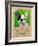 Green French Bulldog-Cathy Cute-Framed Giclee Print