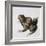 Green Frog, 16th Century-Joris Hoefnagel-Framed Giclee Print