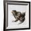 Green Frog, 16th Century-Joris Hoefnagel-Framed Giclee Print