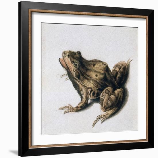 Green Frog, 16th Century-Joris Hoefnagel-Framed Giclee Print