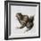 Green Frog, 16th Century-Joris Hoefnagel-Framed Giclee Print