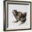 Green Frog, 16th Century-Joris Hoefnagel-Framed Giclee Print