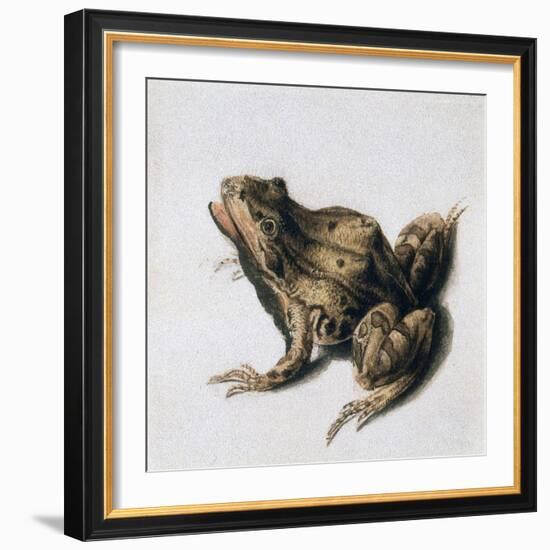 Green Frog, 16th Century-Joris Hoefnagel-Framed Giclee Print