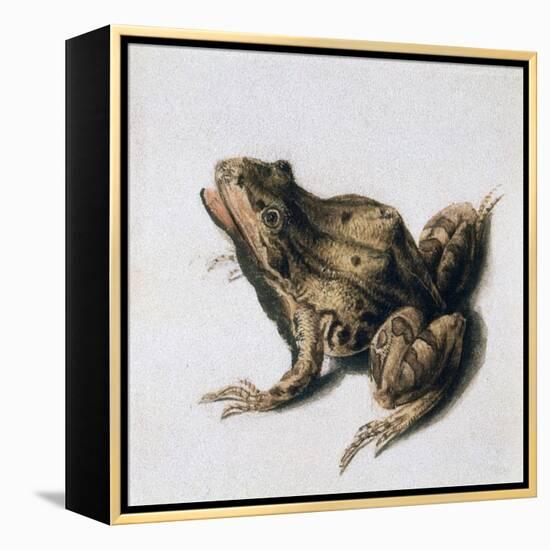 Green Frog, 16th Century-Joris Hoefnagel-Framed Premier Image Canvas