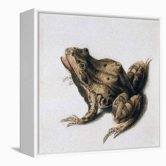 Green Frog, 16th Century-Joris Hoefnagel-Framed Premier Image Canvas