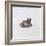 Green Frog, 16th Century-Joris Hoefnagel-Framed Giclee Print