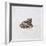 Green Frog, 16th Century-Joris Hoefnagel-Framed Giclee Print