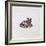 Green Frog, 16th Century-Joris Hoefnagel-Framed Giclee Print