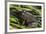 Green frog in the grass by Mattawamkeag River in Wytipitlock, Maine.-Jerry & Marcy Monkman-Framed Premium Photographic Print