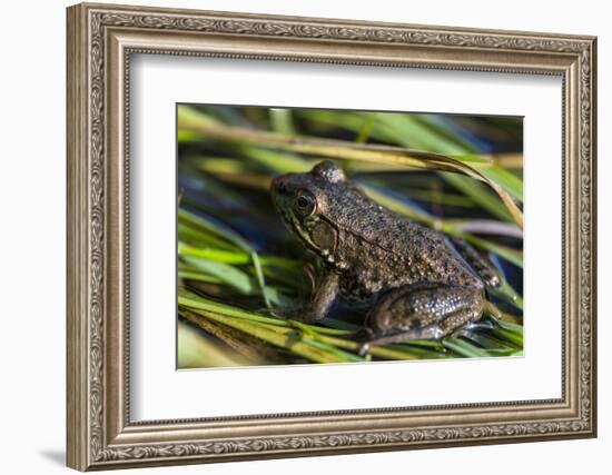 Green frog in the grass by Mattawamkeag River in Wytipitlock, Maine.-Jerry & Marcy Monkman-Framed Photographic Print