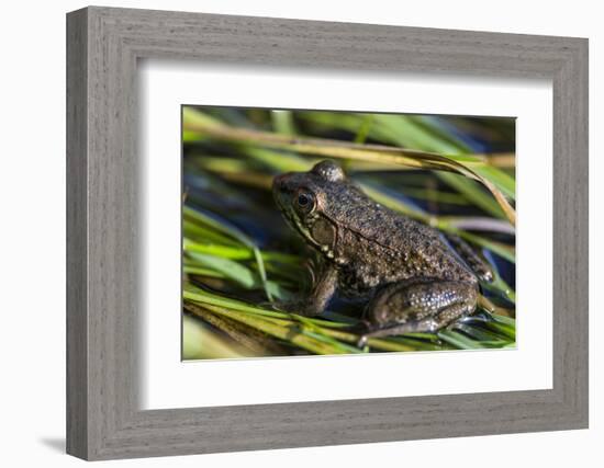 Green frog in the grass by Mattawamkeag River in Wytipitlock, Maine.-Jerry & Marcy Monkman-Framed Photographic Print