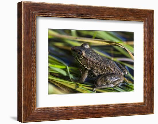 Green frog in the grass by Mattawamkeag River in Wytipitlock, Maine.-Jerry & Marcy Monkman-Framed Photographic Print