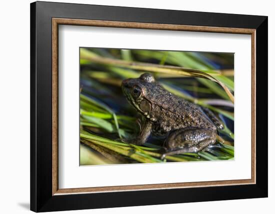 Green frog in the grass by Mattawamkeag River in Wytipitlock, Maine.-Jerry & Marcy Monkman-Framed Photographic Print