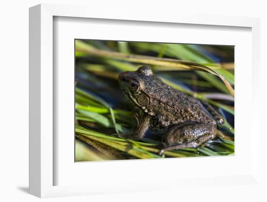 Green frog in the grass by Mattawamkeag River in Wytipitlock, Maine.-Jerry & Marcy Monkman-Framed Photographic Print