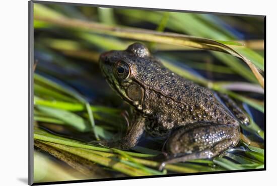 Green frog in the grass by Mattawamkeag River in Wytipitlock, Maine.-Jerry & Marcy Monkman-Mounted Photographic Print